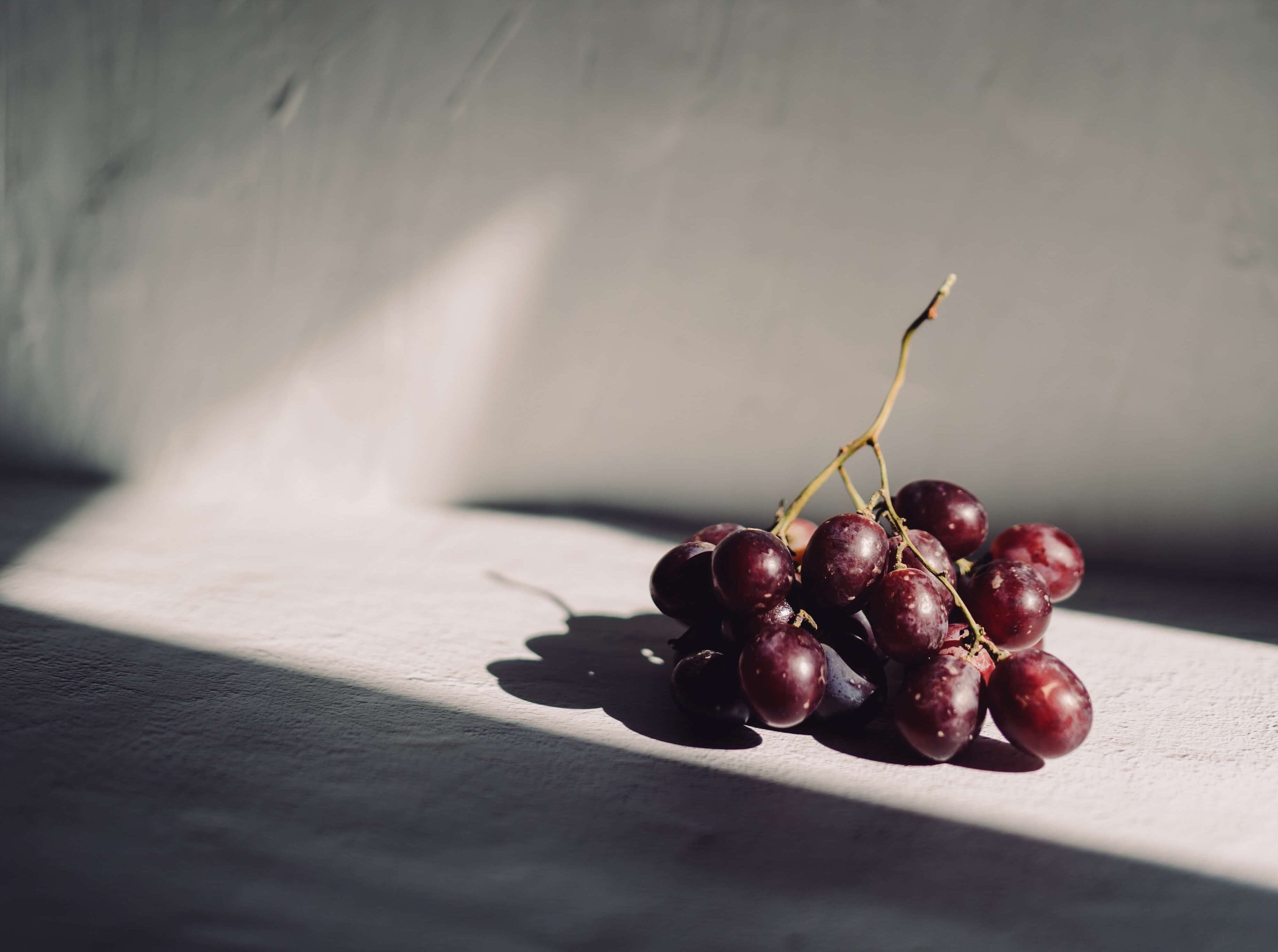 Weinrebe auf hellem Untergrund 