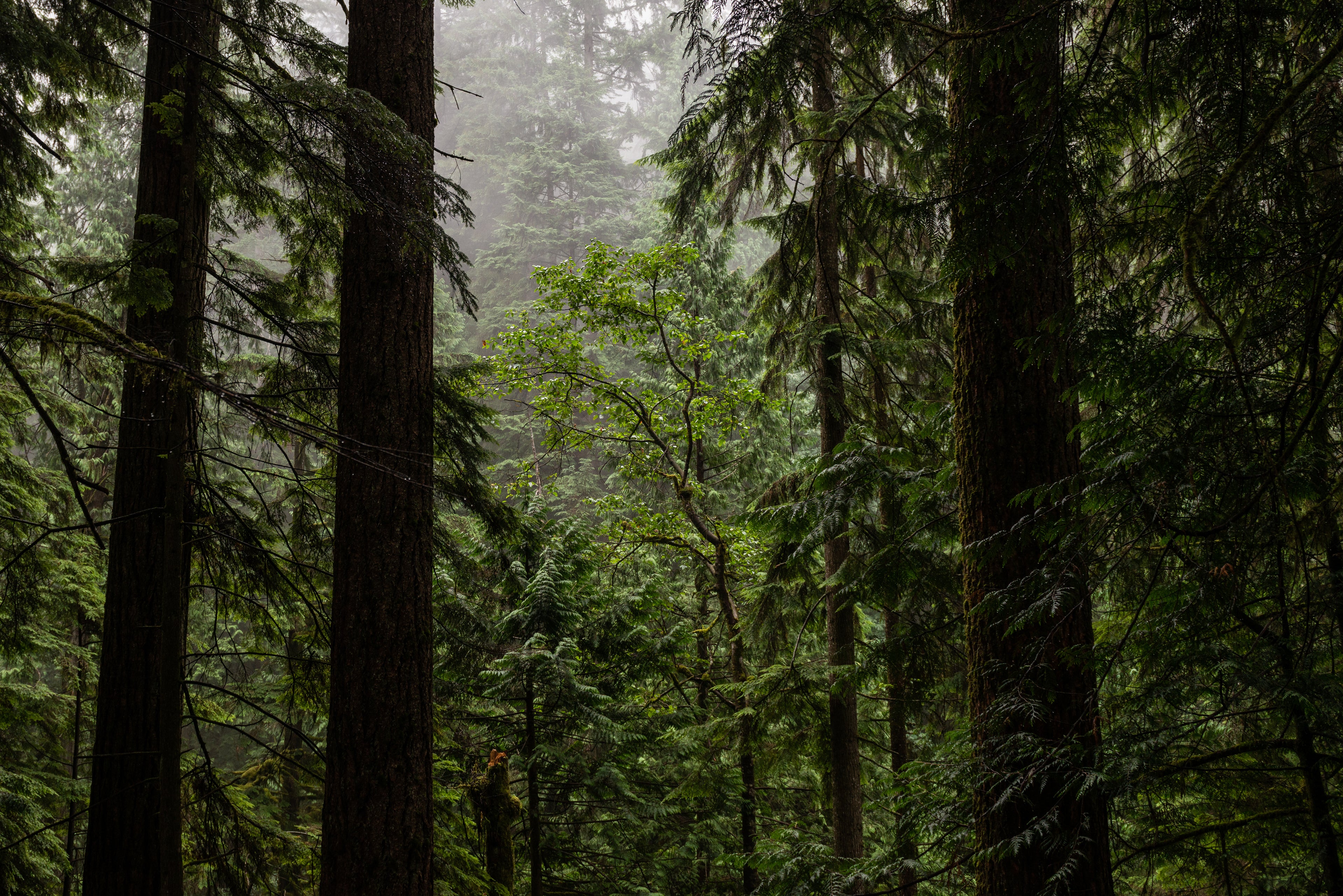 Atmosphärischer Wald